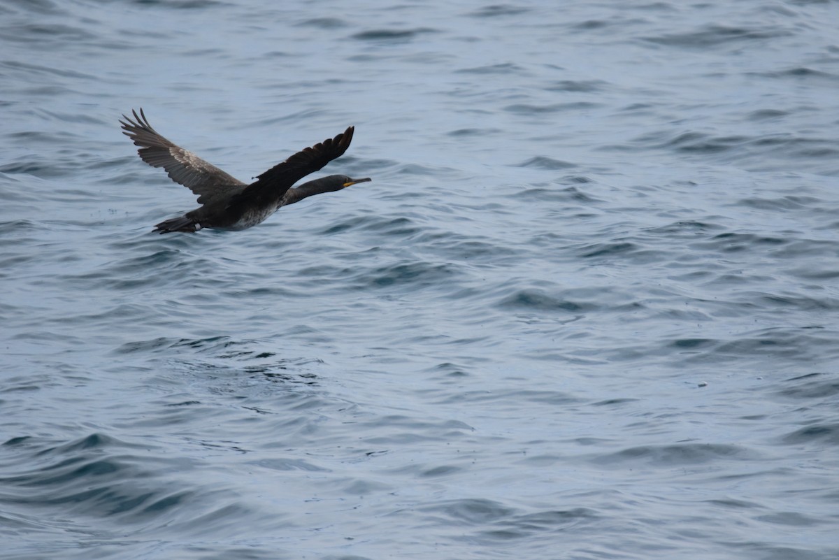 European Shag (Mediterranean) - ML622292865