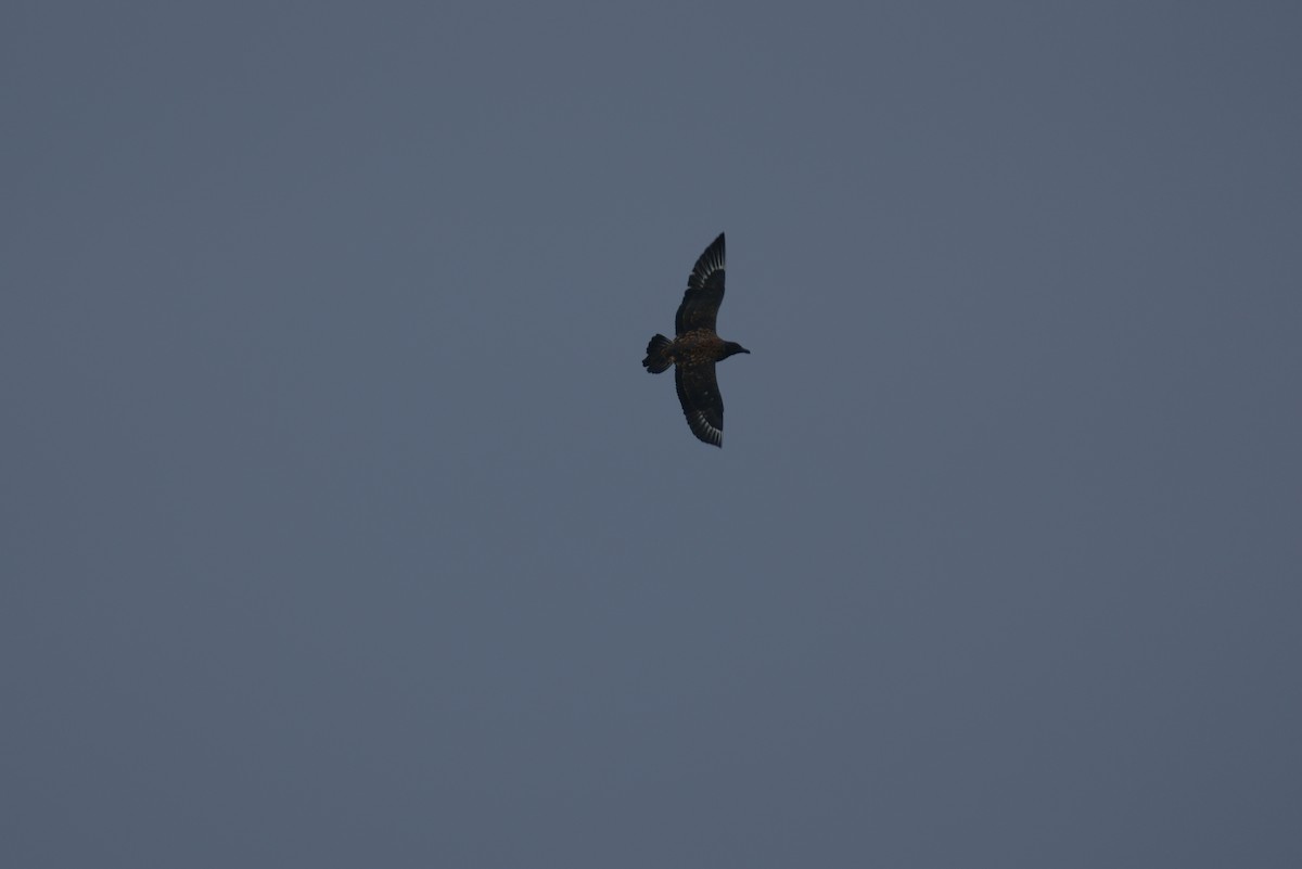 Great Skua - ML622292900