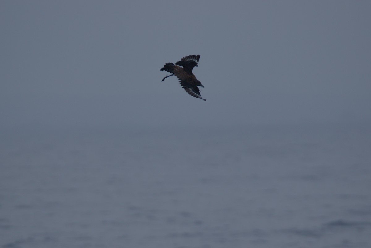 Great Skua - ML622292901