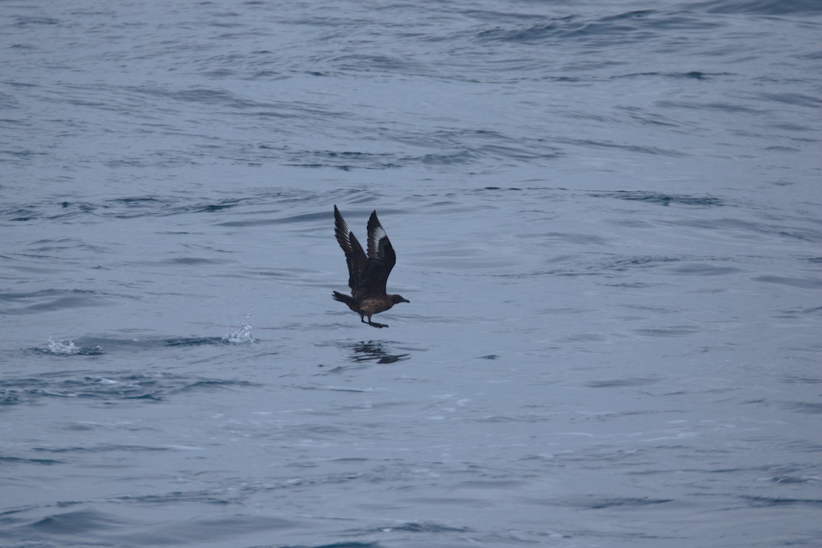Great Skua - ML622292902