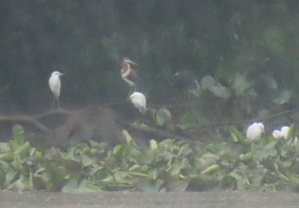 Tricolored Heron - ML622292962