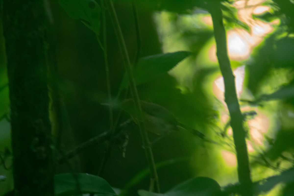 Long-billed Gnatwren - Manuel de Jesus Hernandez Ancheita