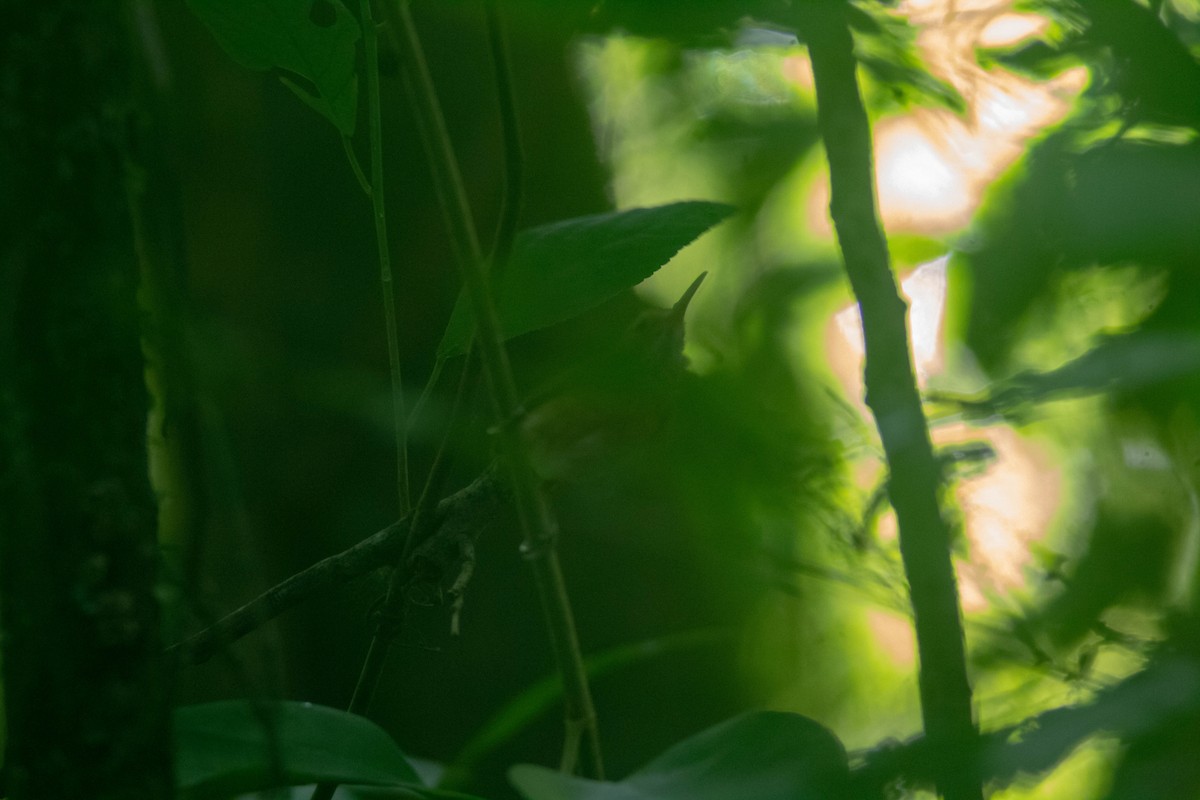 Long-billed Gnatwren - Manuel de Jesus Hernandez Ancheita