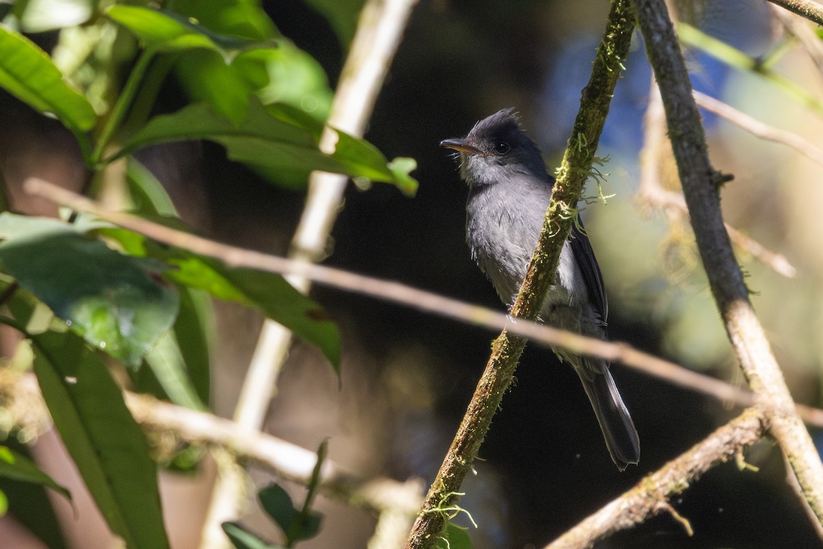 Smoke-colored Pewee - ML622293091