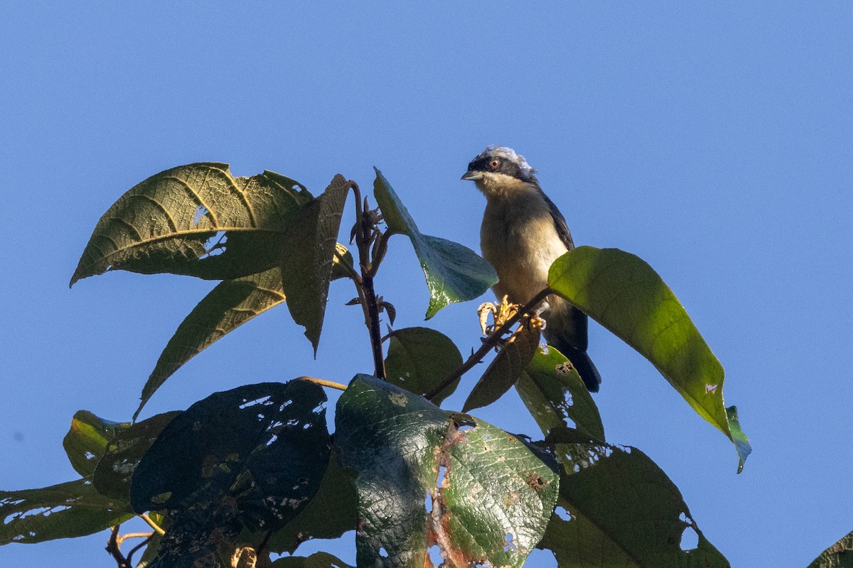 Fawn-breasted Tanager - ML622293094