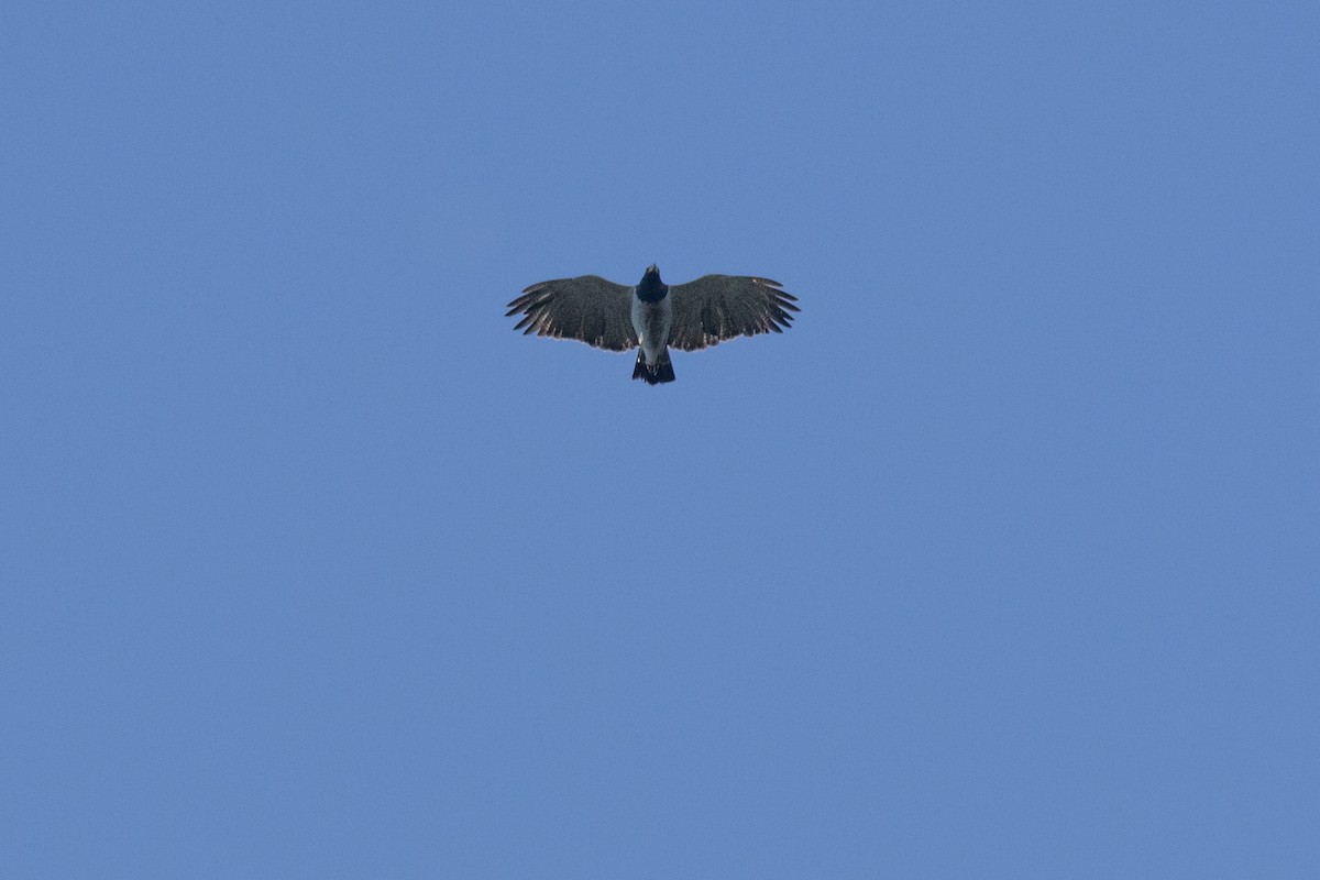 Barred Hawk - ML622293125