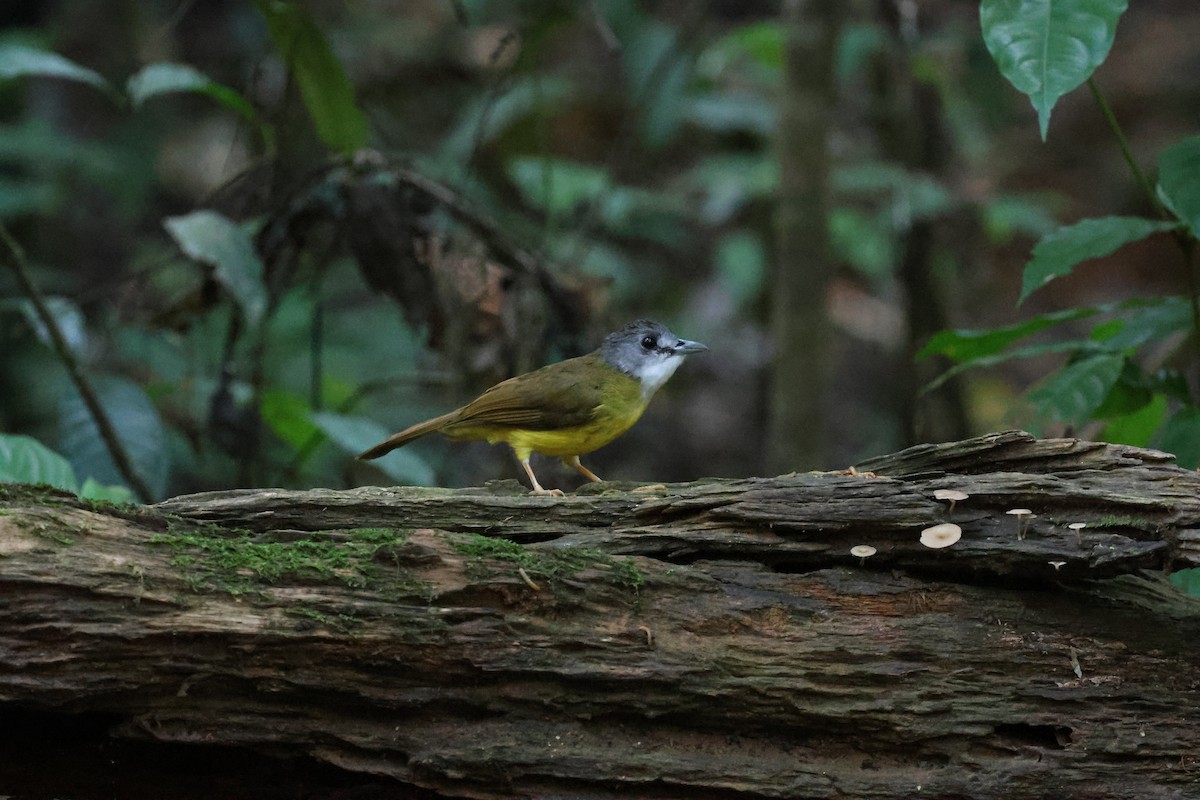 Yellow-bellied Bulbul - ML622293129