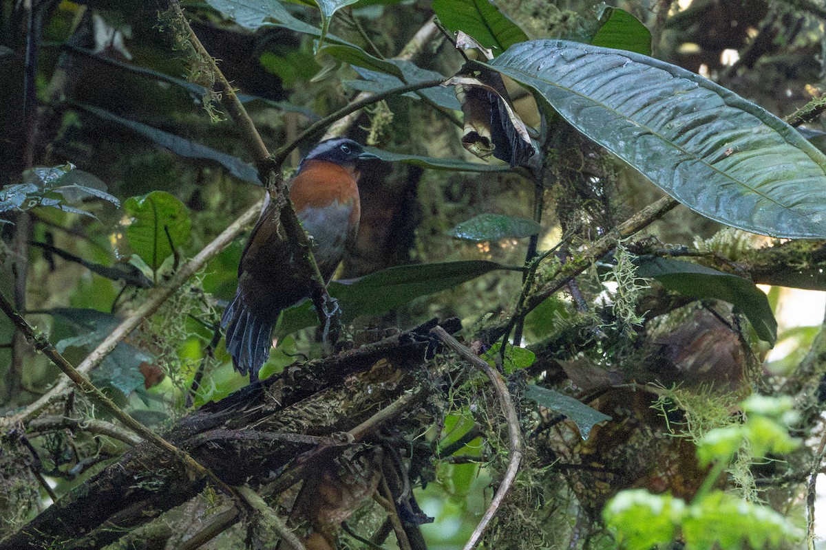 Tanager Finch - ML622293179