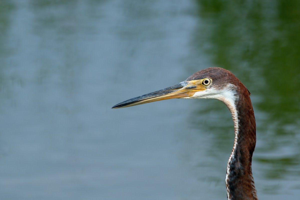 Tricolored Heron - ML622293348