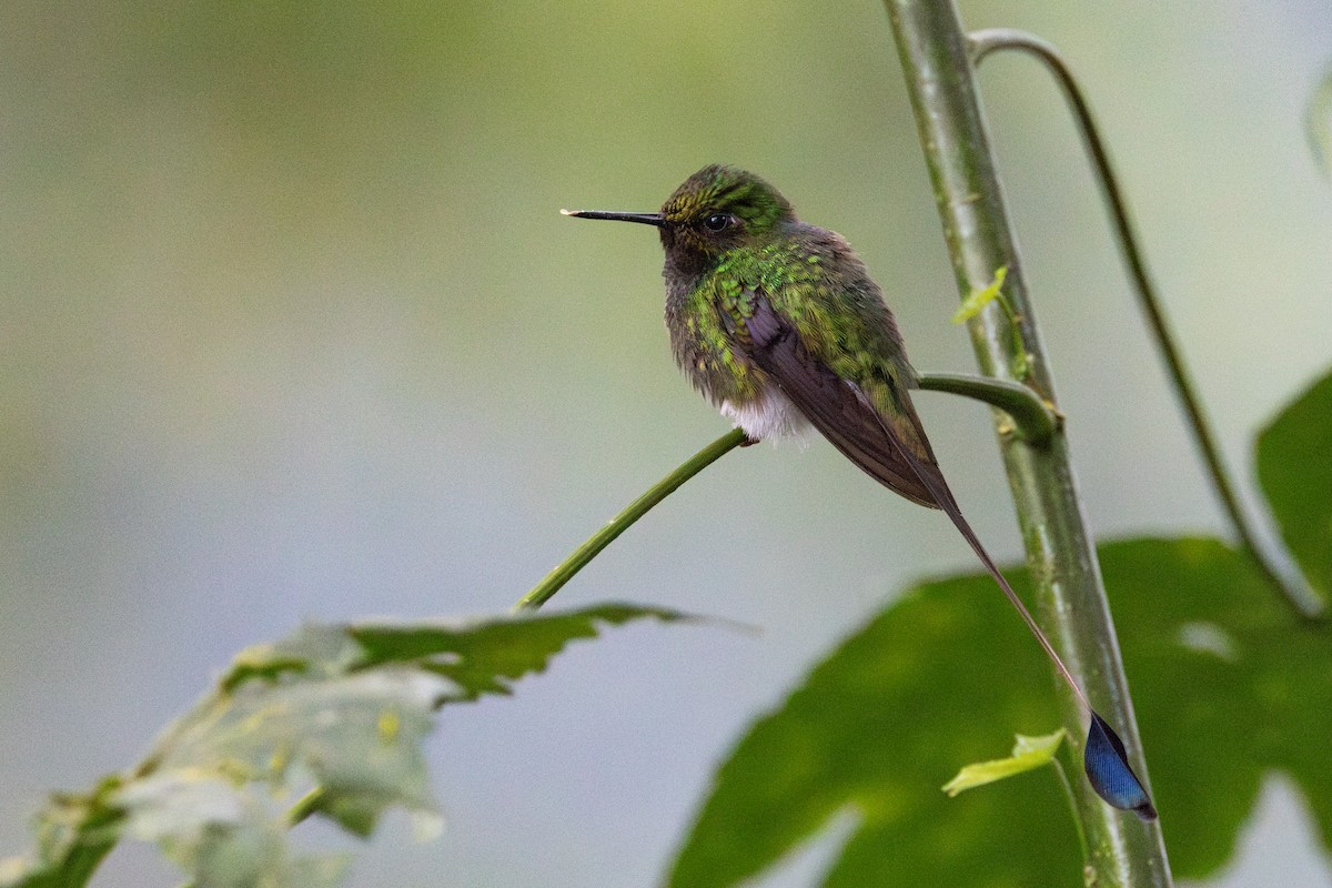 White-booted Racket-tail - Brendan Fogarty