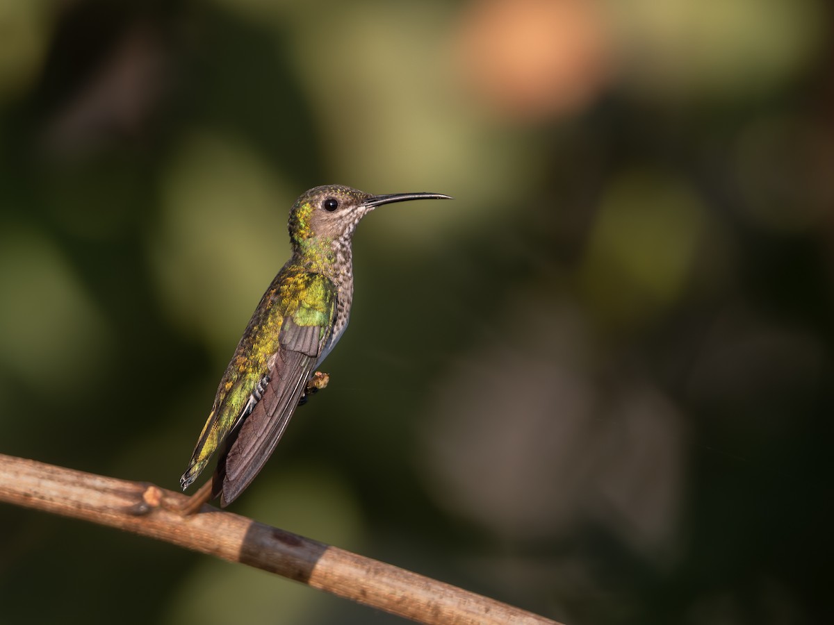 White-necked Jacobin - ML622293521