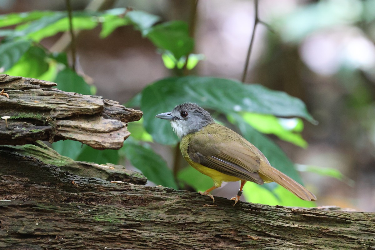 Yellow-bellied Bulbul - ML622293522