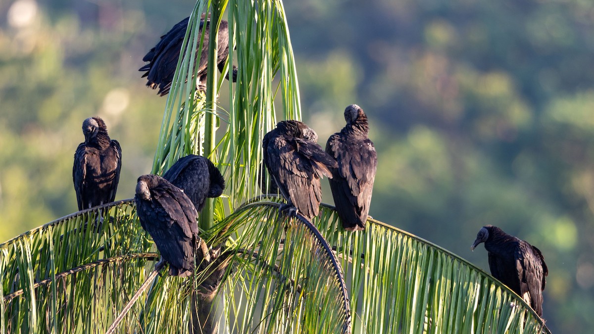 Black Vulture - ML622293528