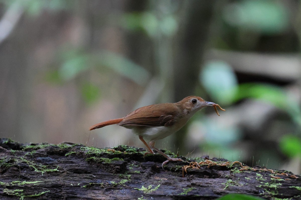 Tordina Bicolor - ML622293535