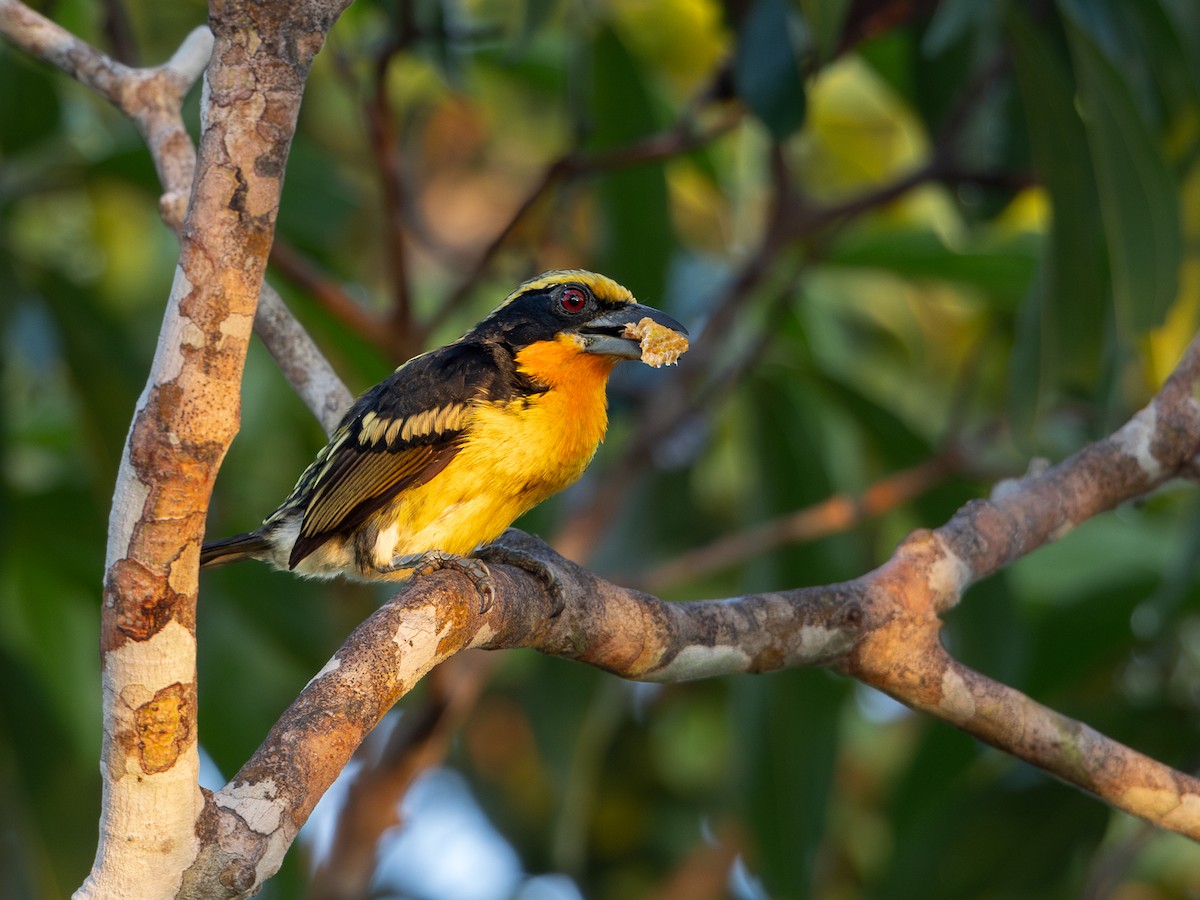 Gilded Barbet - ML622293540