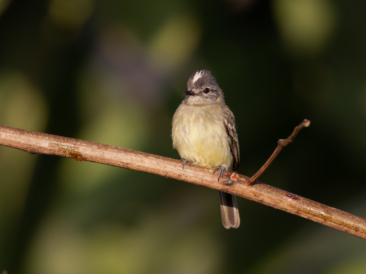 Forest Elaenia - Héctor Bottai