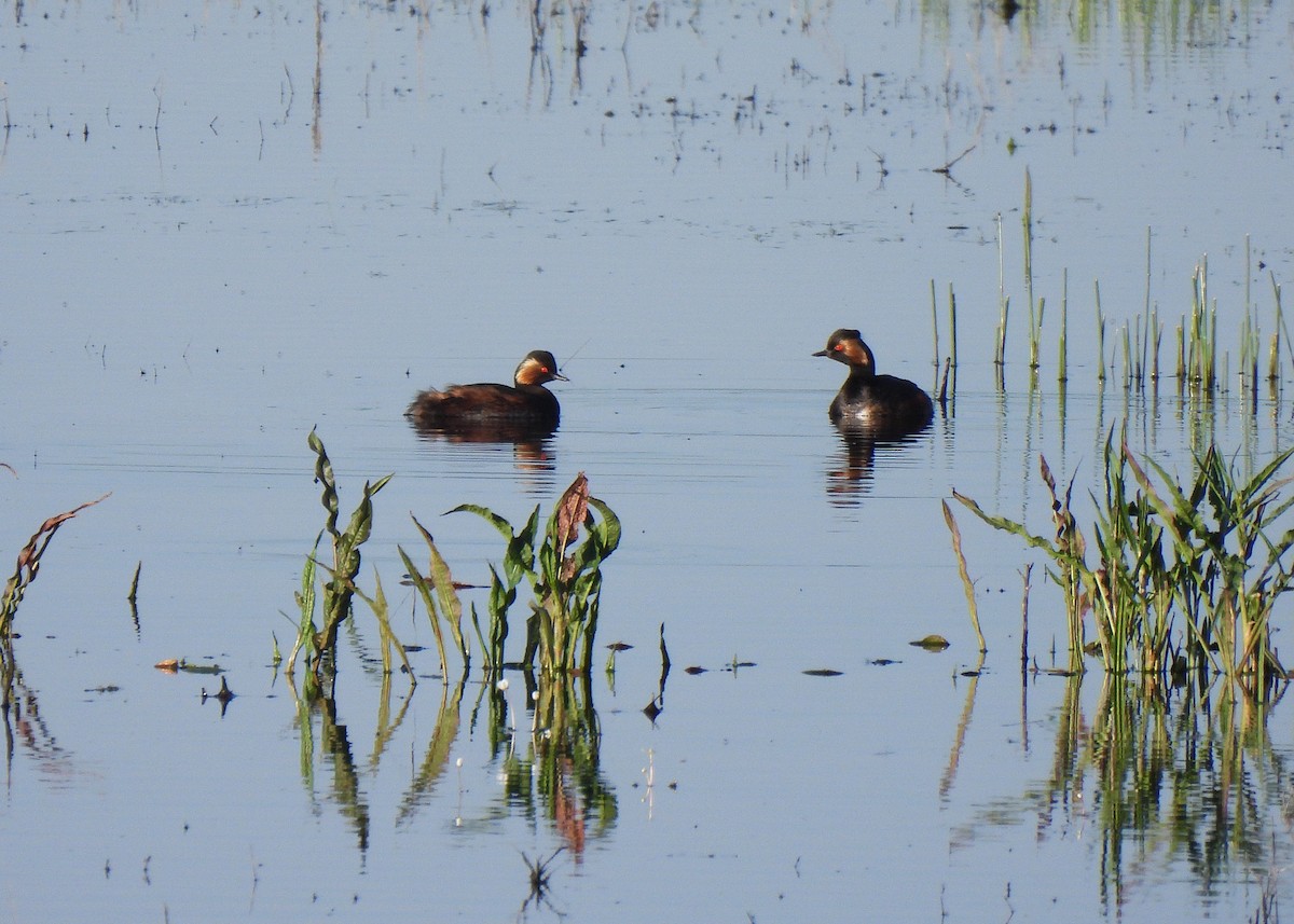 Eared Grebe - ML622293559