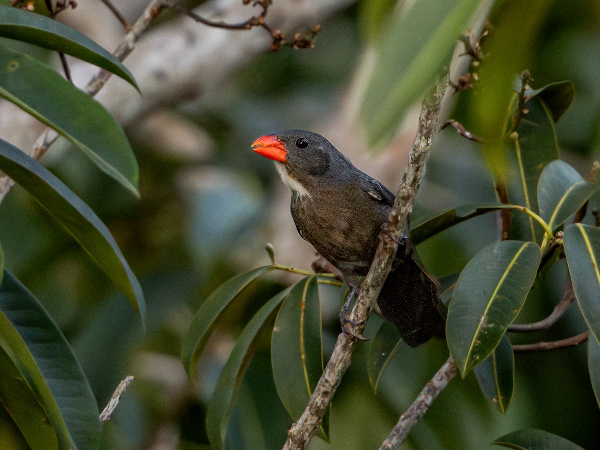 Slate-colored Grosbeak - ML622293560