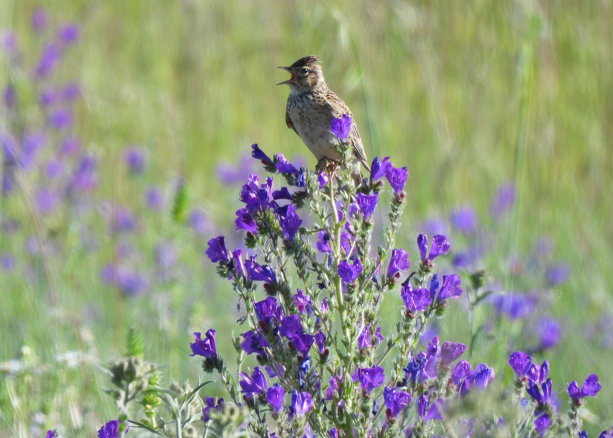 Eurasian Skylark - ML622293561