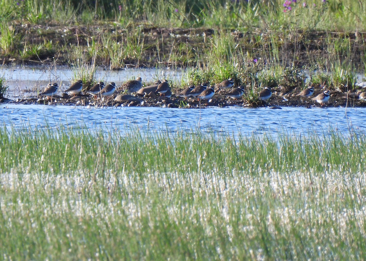 Common Ringed Plover - ML622293570