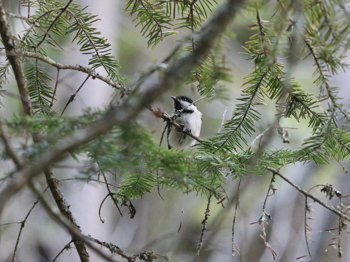 Black-capped Chickadee - ML622293587