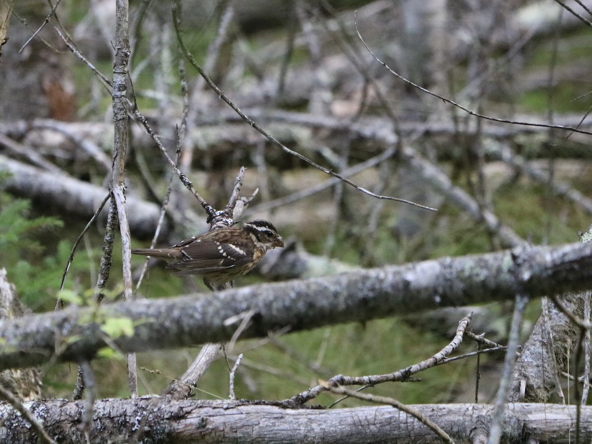 Rose-breasted Grosbeak - ML622293614