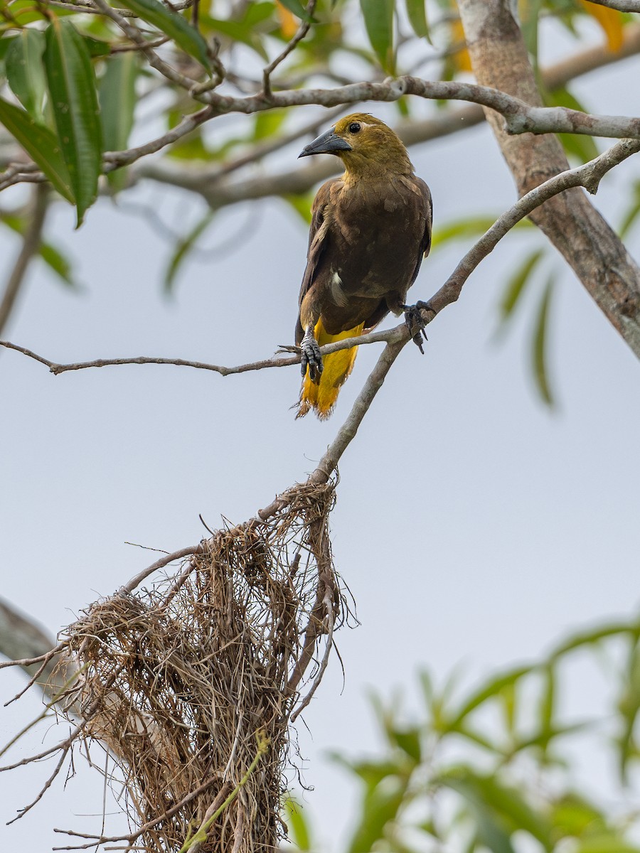 Russet-backed Oropendola (Russet-backed) - ML622293678