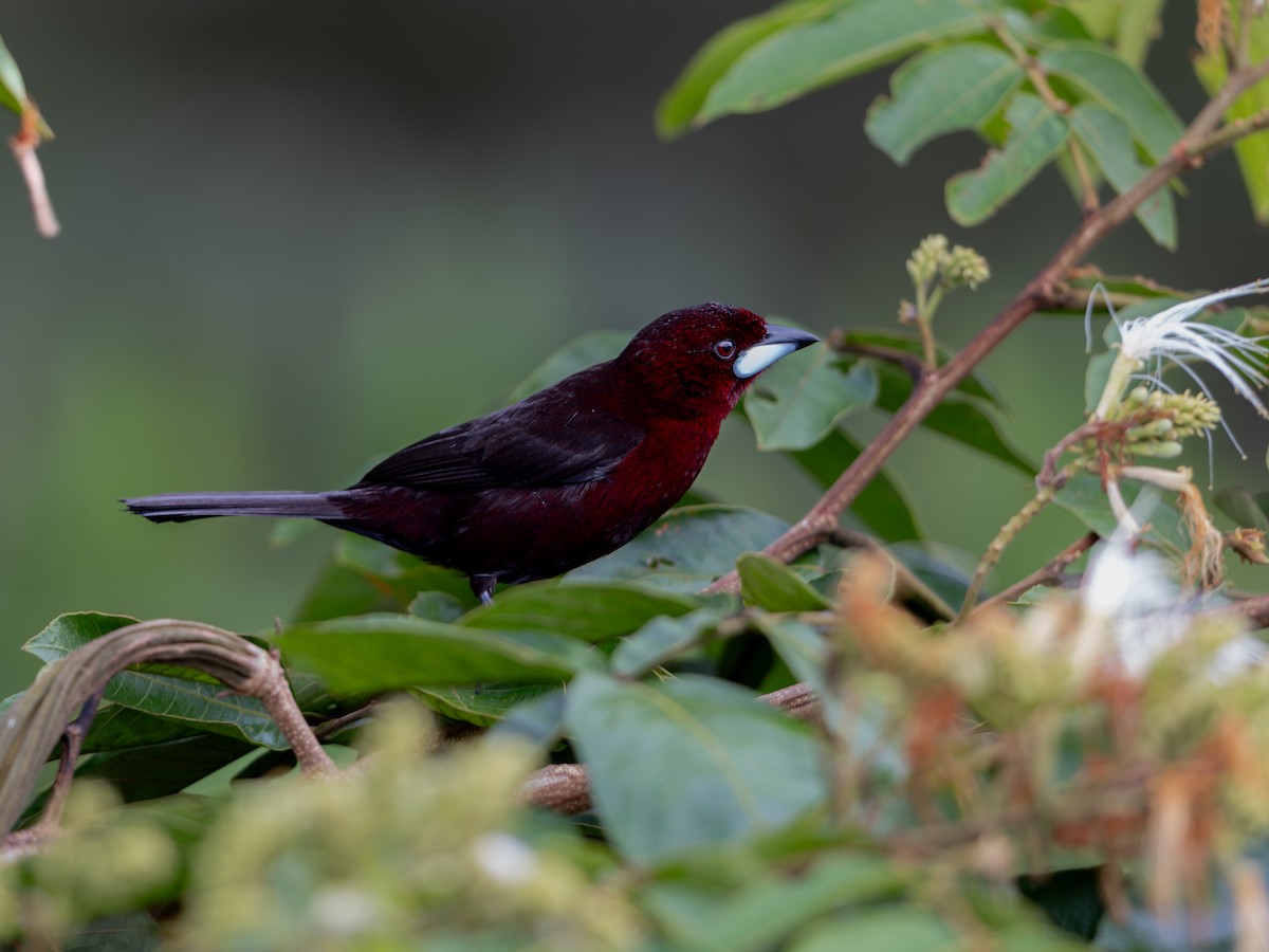 Silver-beaked Tanager - ML622293699