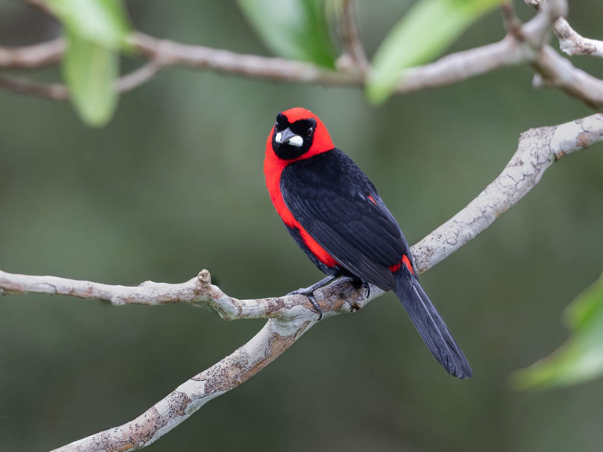 Masked Crimson Tanager - ML622293725