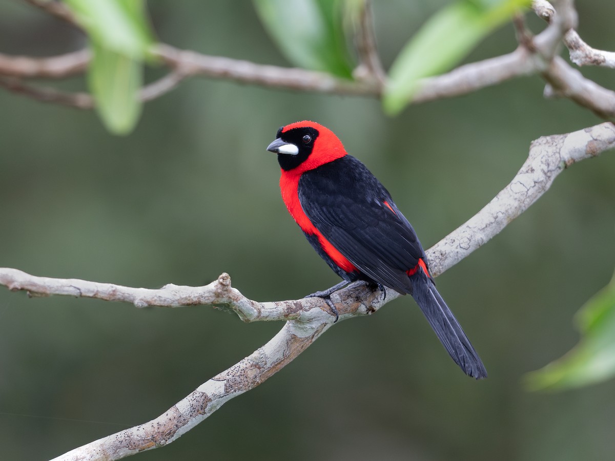 Masked Crimson Tanager - ML622293726