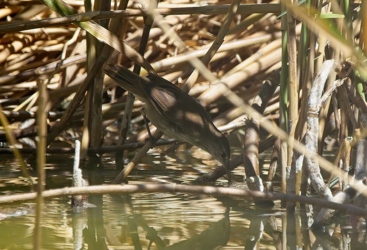 Common Reed Warbler (African) - ML622293845