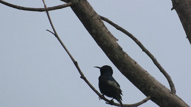 Purple-rumped Sunbird - ML622293847