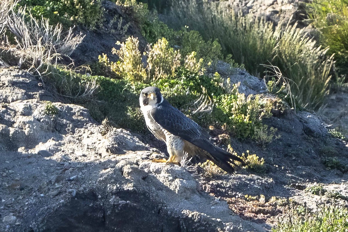 Peregrine Falcon - ML622293911