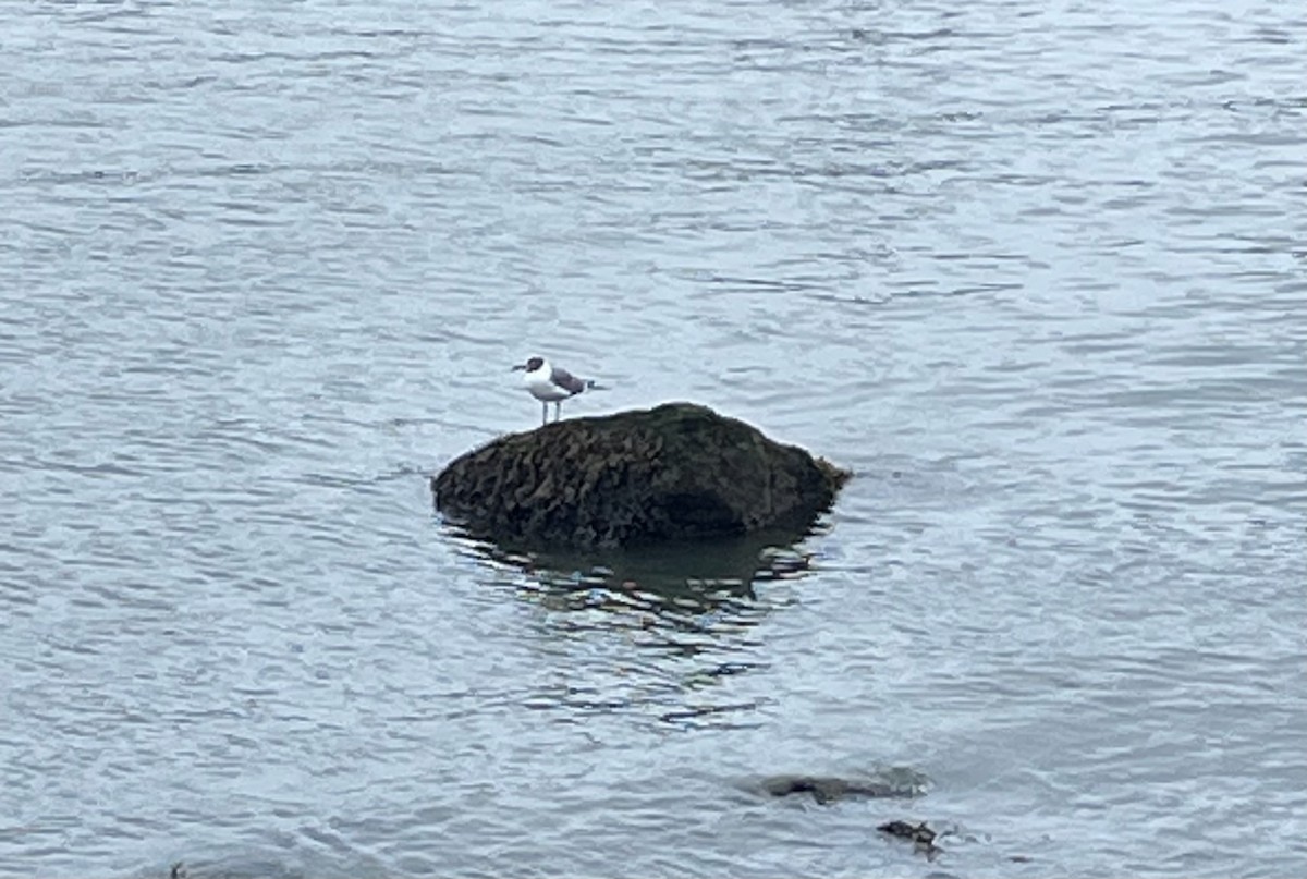 Laughing Gull - ML622293945