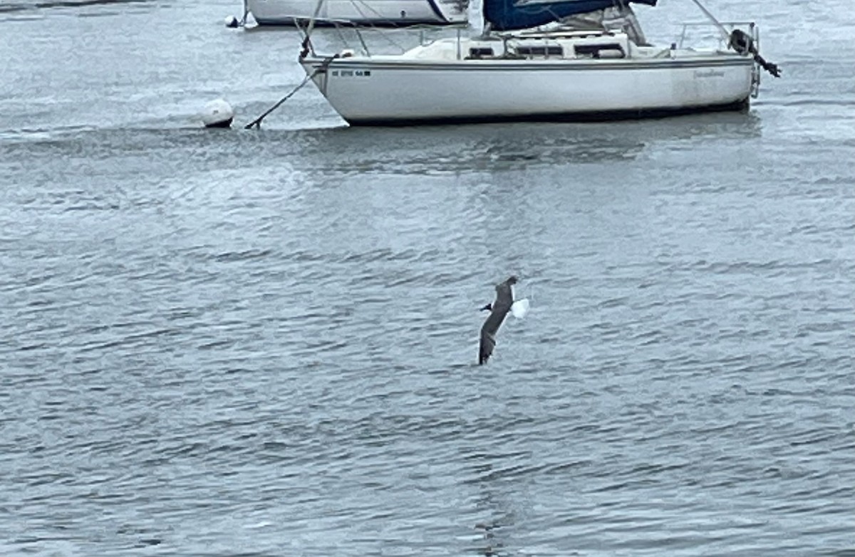 Laughing Gull - ML622293947