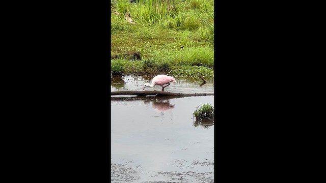 Roseate Spoonbill - ML622293979