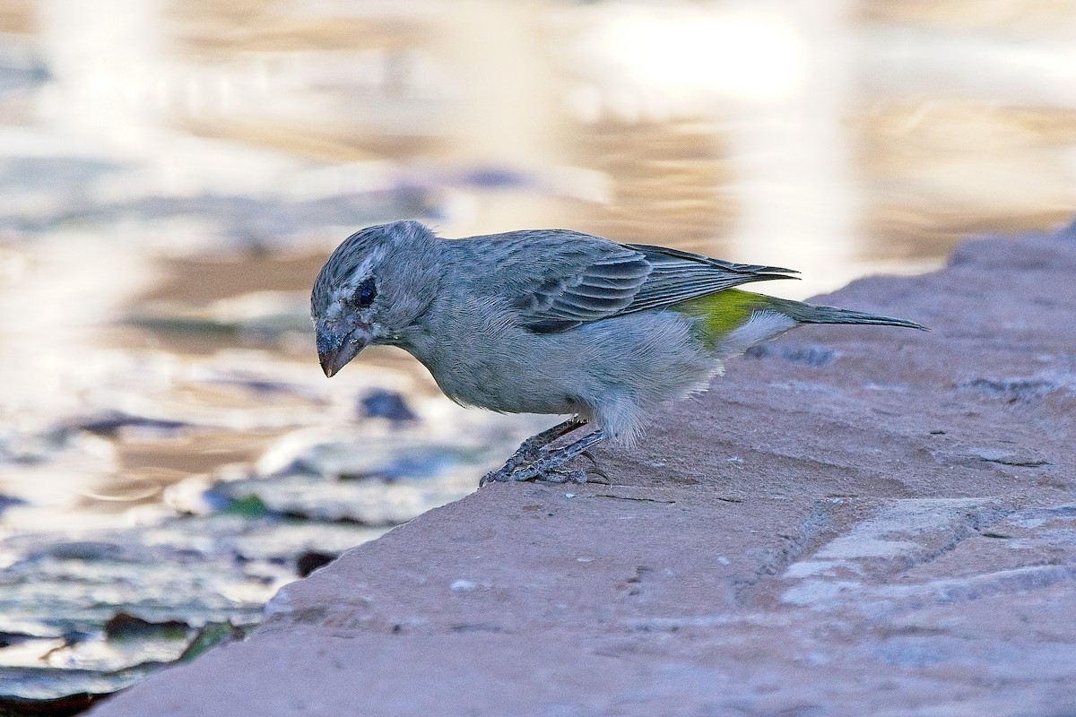 White-throated Canary - ML622293986