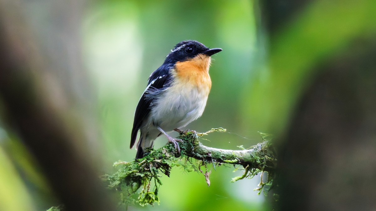 Rufous-chested Flycatcher - ML622294008