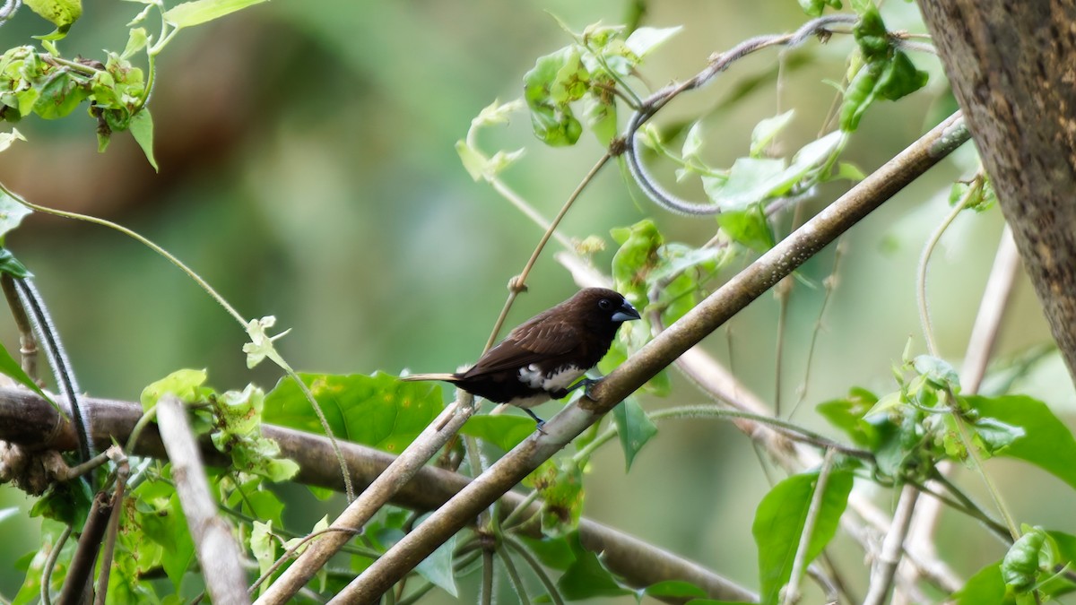 White-bellied Munia - Pachara Promnopwong