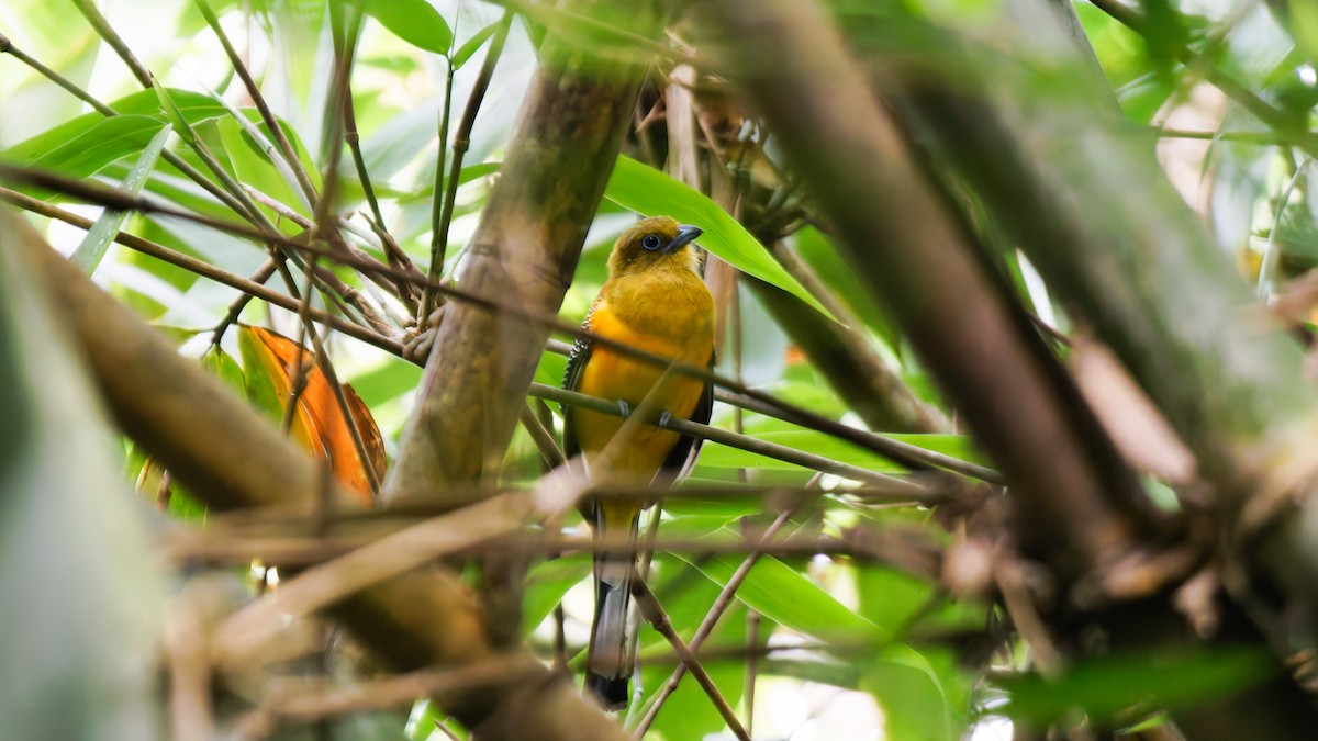 Orange-breasted Trogon - ML622294022