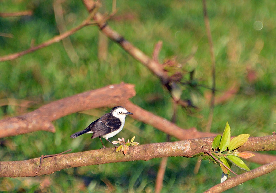 Black-backed Water-Tyrant - ML622294071