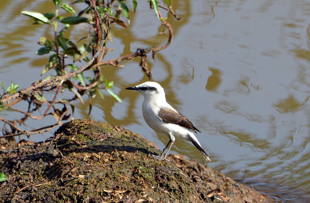 Masked Water-Tyrant - ML622294102