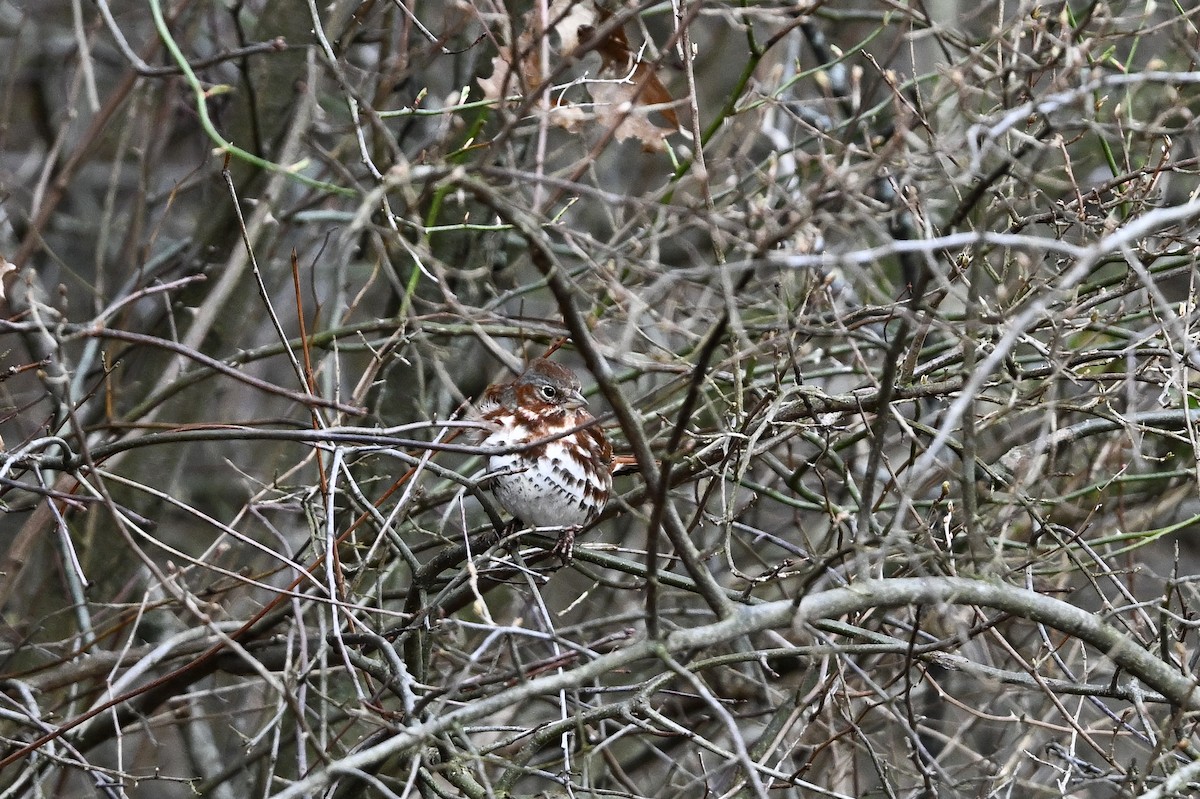 Fox Sparrow (Red) - ML622294140