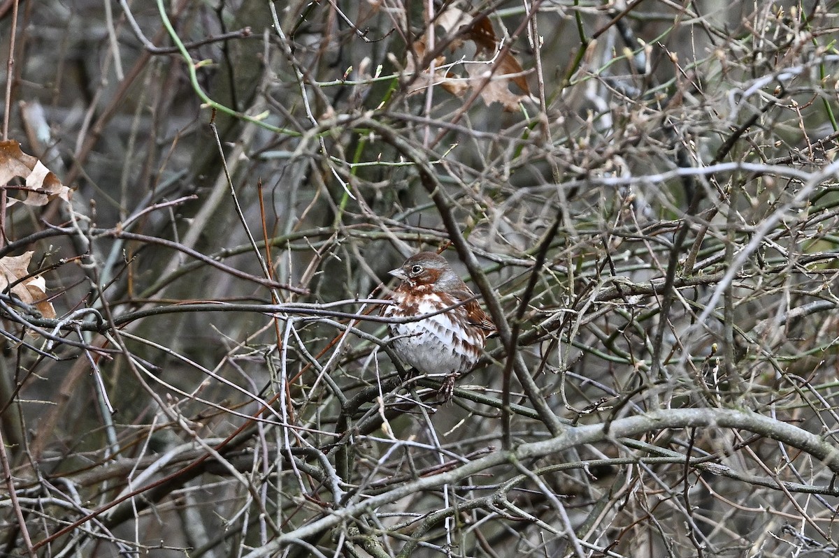 Fox Sparrow (Red) - ML622294141