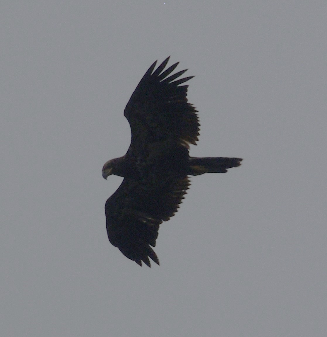 Bald Eagle - ML622294166