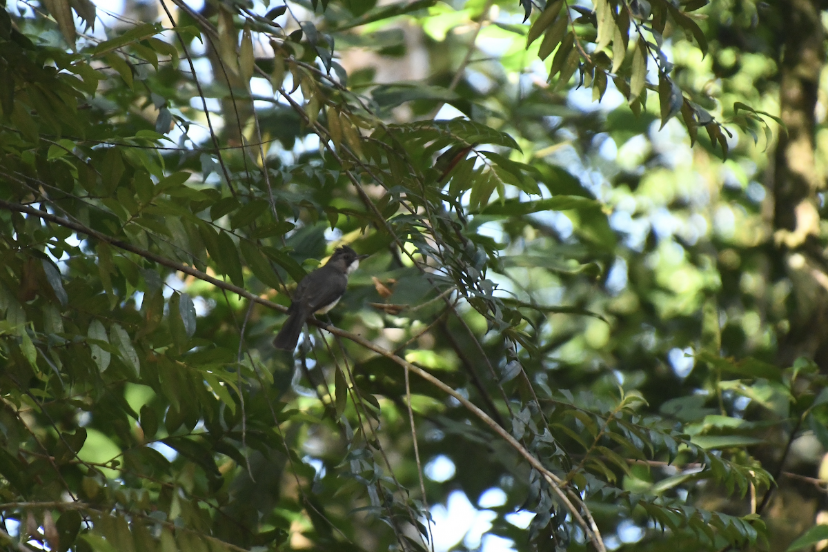 Cinereous Bulbul - ML622294205