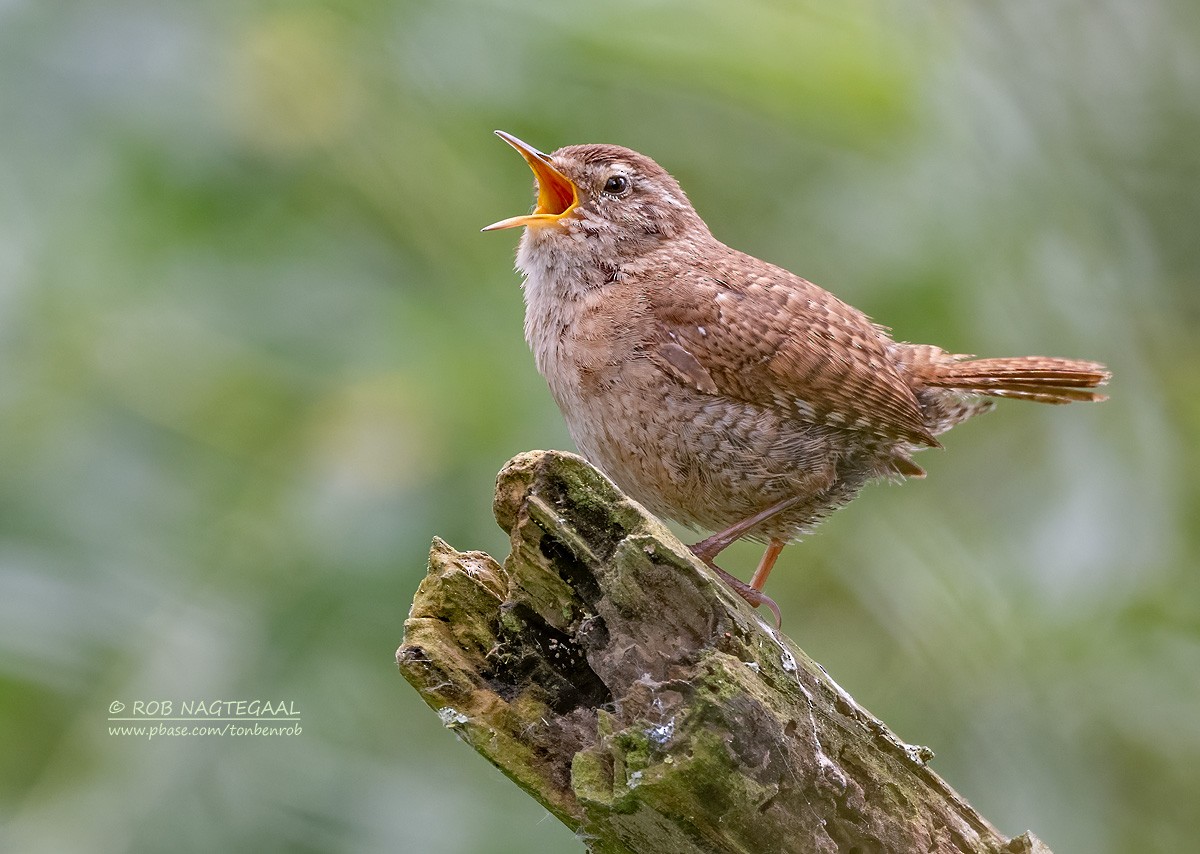 Eurasian Wren - Rob Nagtegaal