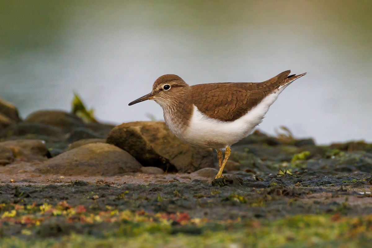 Common Sandpiper - Mehmet Emre Bingül