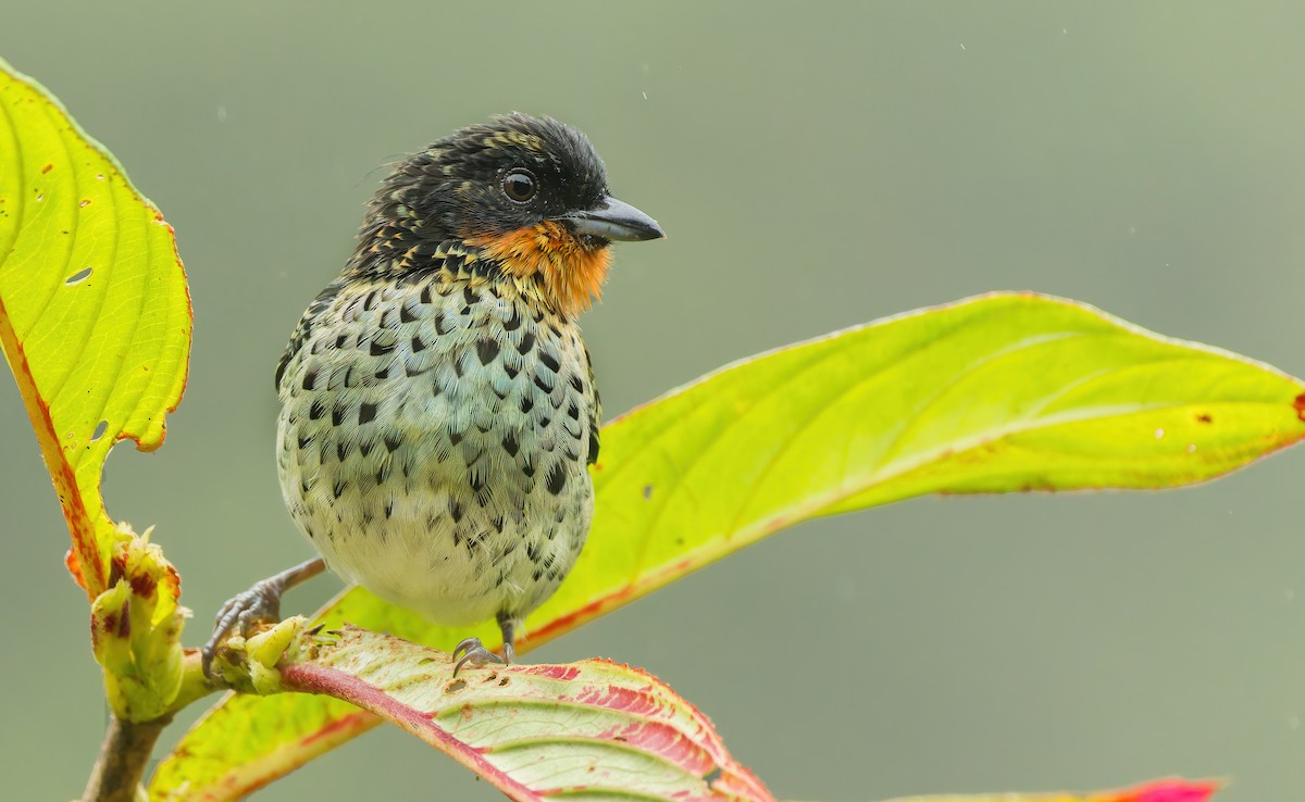 Rufous-throated Tanager - ML622294563