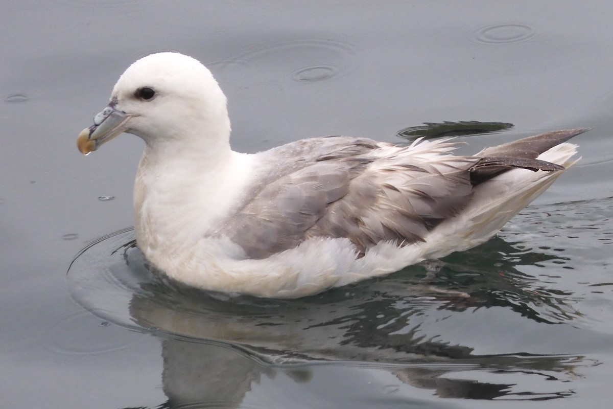 Northern Fulmar - Peter Roberts